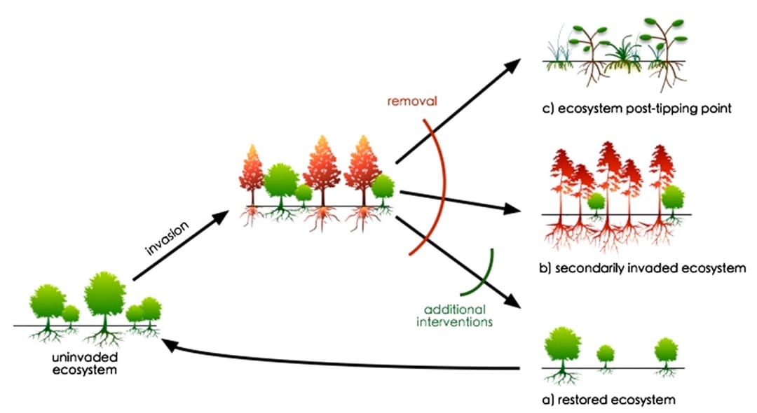Three possible trajectories of change in forest ecosystems that may occur following removal or loss of an invasive species. 