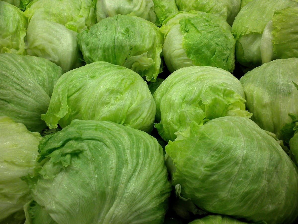 Iceberg lettuces