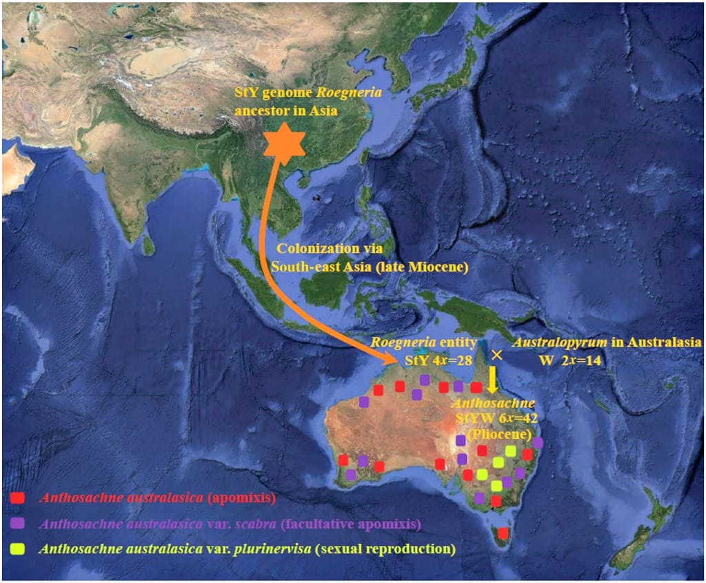 Contrasting evolutionary patterns and historical hybridization of Anthosachne