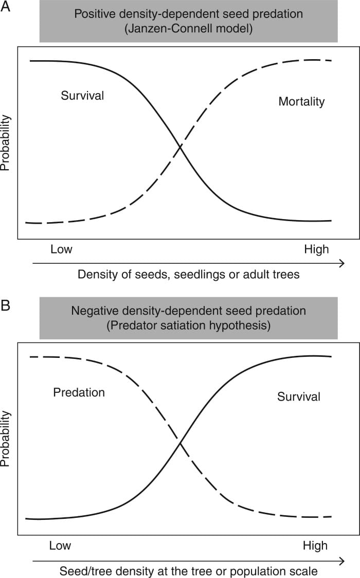 Density-dependent pre-dispersal seed predation
