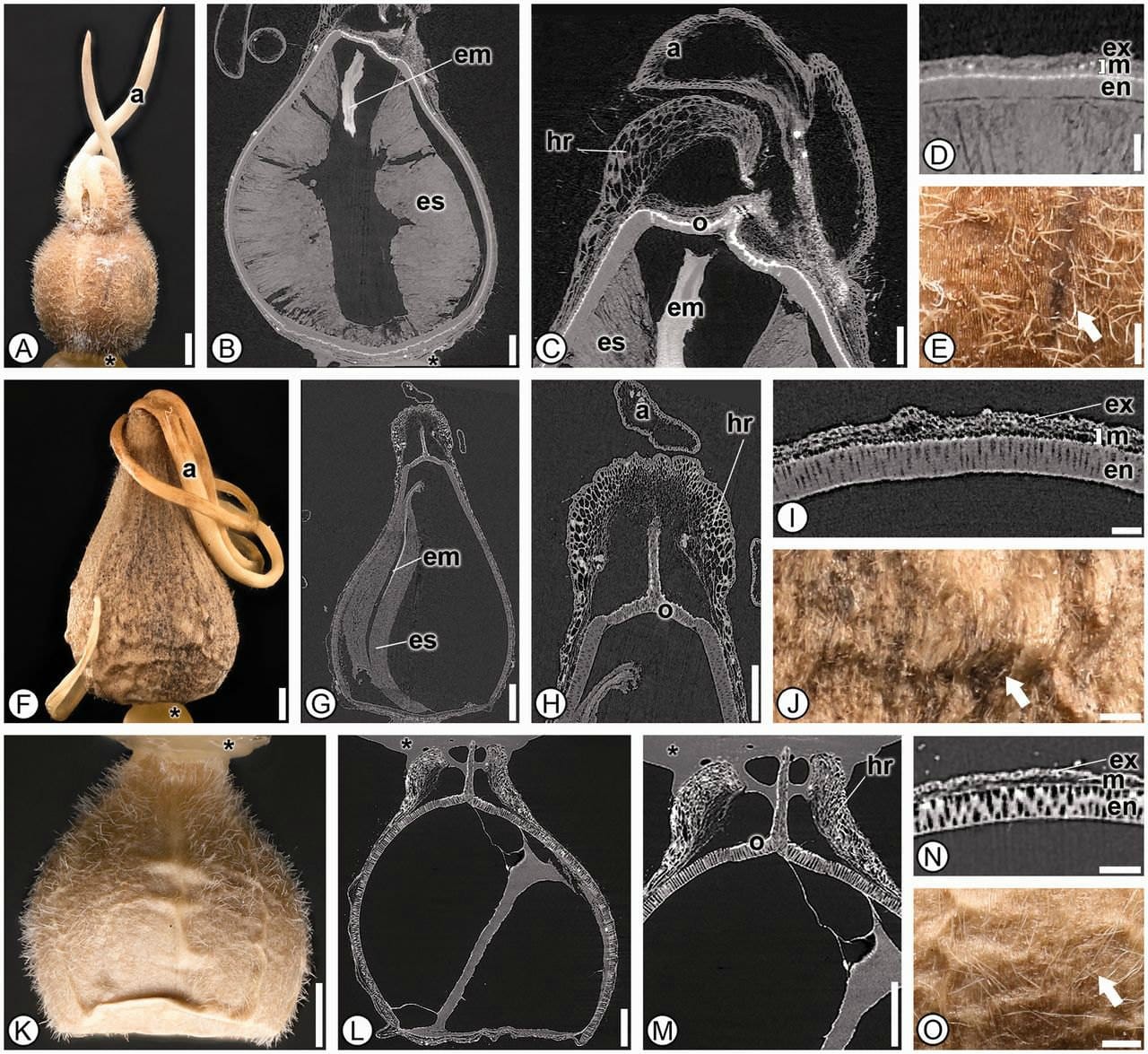 Zingiberales seed morphoanatomy