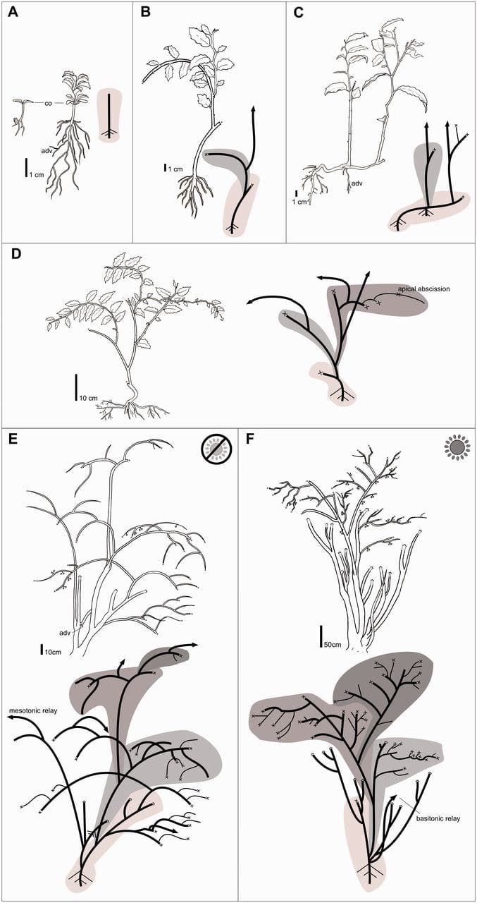 Illustration of ontogenetic architectural stages of Amborella trichopoda , and architectural variability under closed or open canopies.