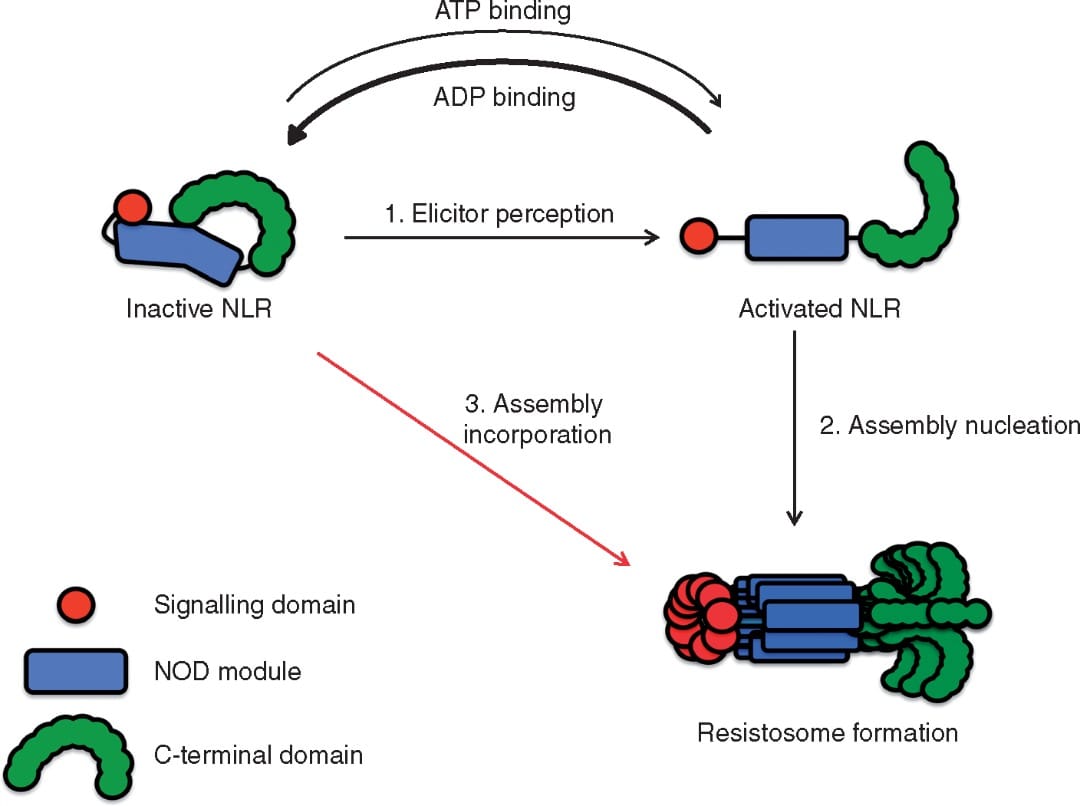 Animal NLRs provide structural insights into plant NLR function
