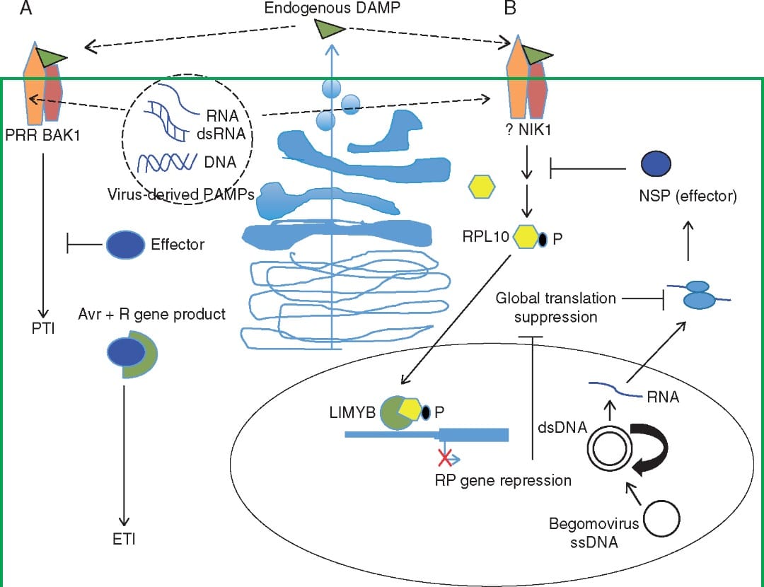 Antiviral innate and adaptive immunity mechanisms