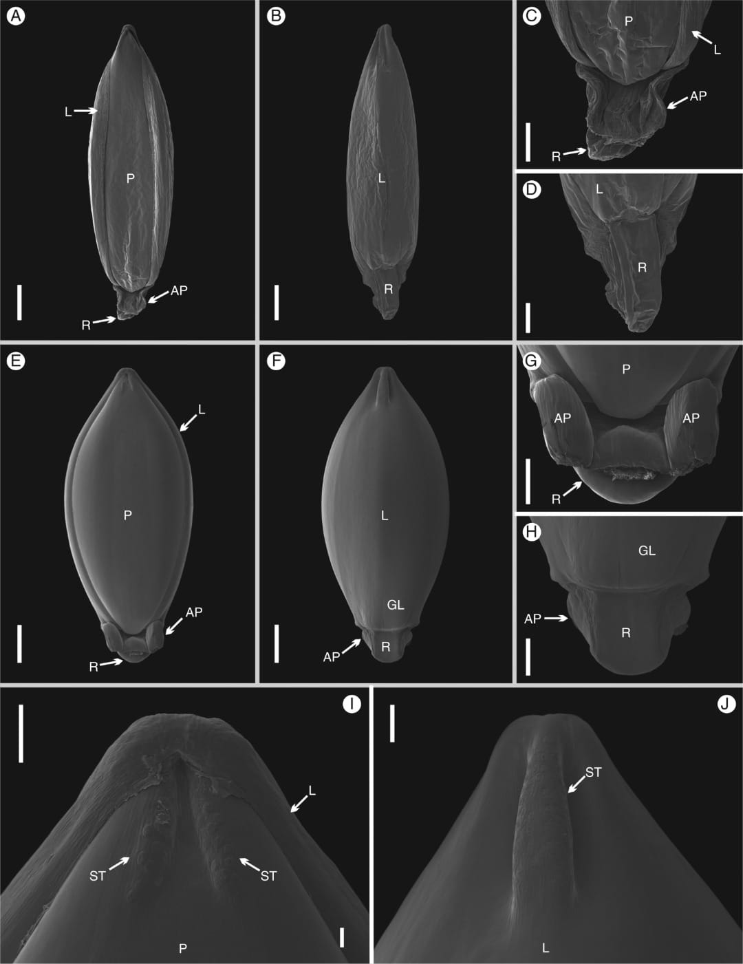 Museomics reveal phylogeny of endangered Malagasy grasses