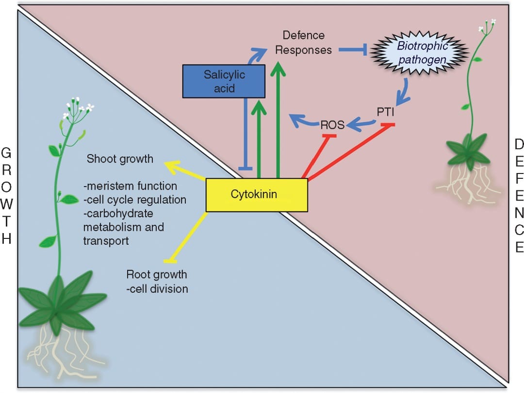 Should I fight or should I grow? Cytokinins in defence-growth trade-offs