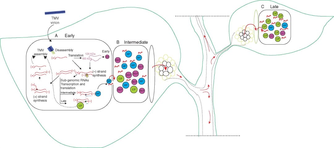 Modulation of host plant immunity by Tobamovirus proteins