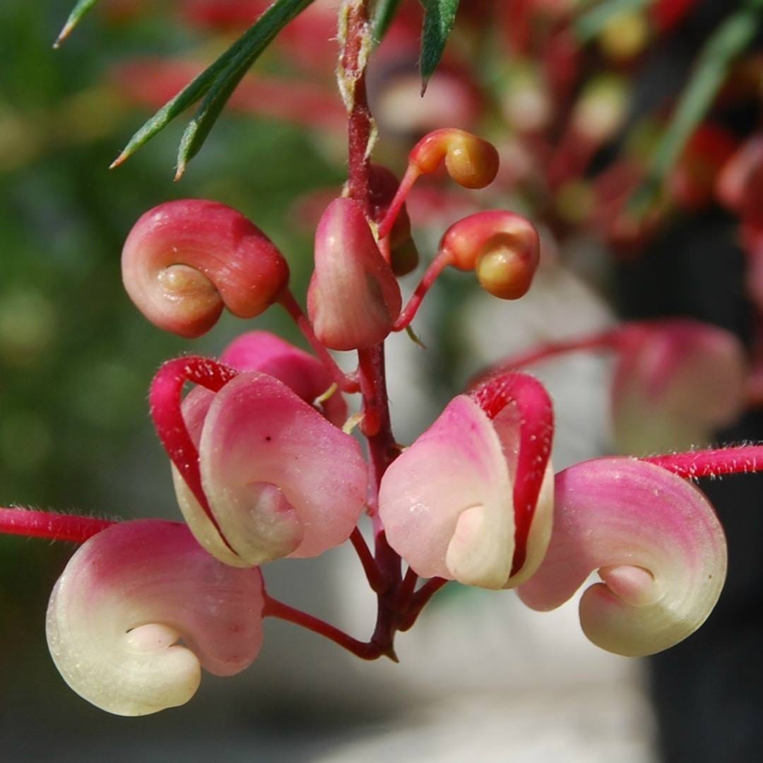 Bilateral flower symmetry developmental genetics in Proteaceae