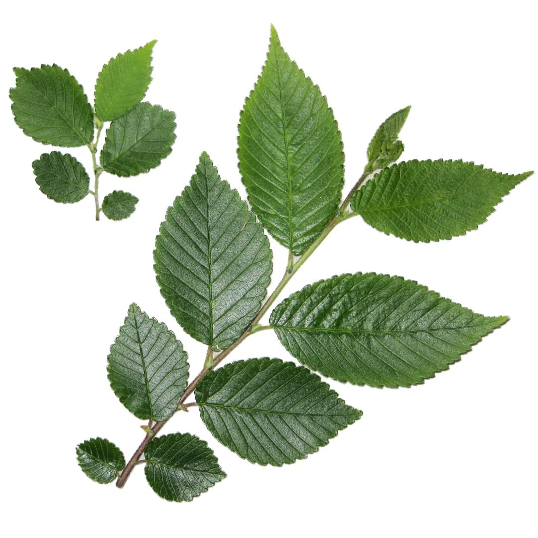 Revising Corner’s rule: how to best partition twig leaf area