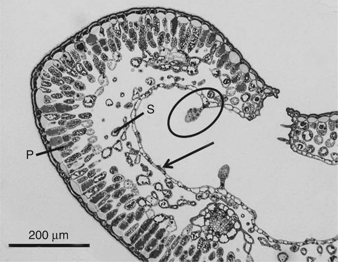 Light microscopy image of a cross-section of an Empetrum hermaphroditum leaf with glandular trichome (circle) and stoma (arrow) on the inner leaf surface.