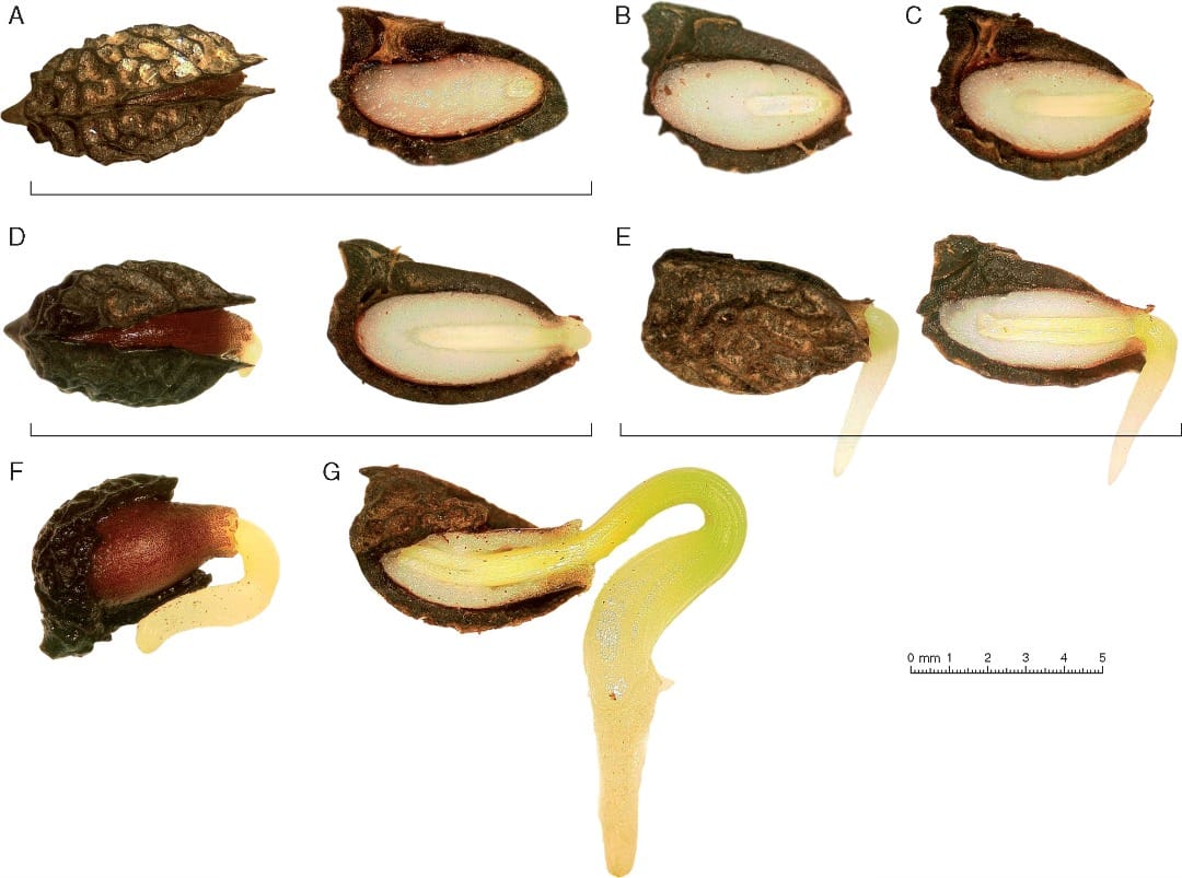 Seed dormancy of the first flowering plants