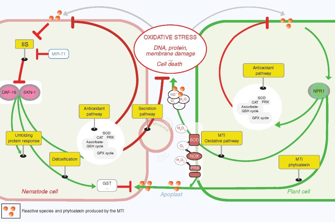 Stress responses in plant parasitic nematodes