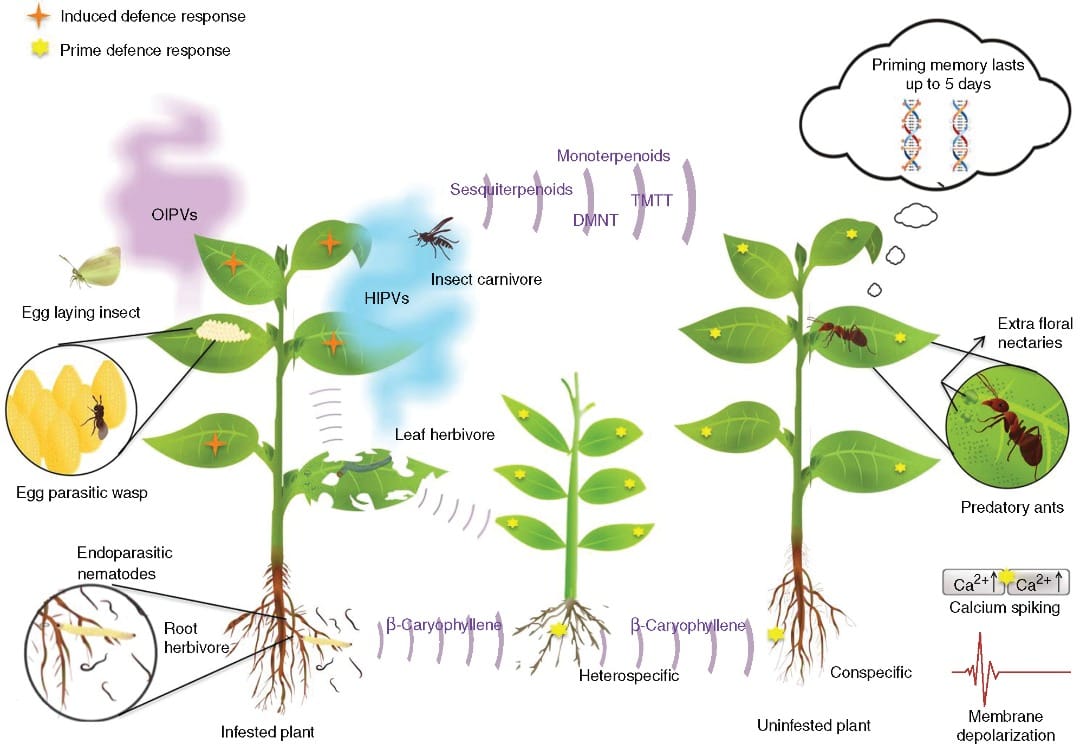 Terpenoid transfer across mycorrhizal networks strengthens host plant resistance