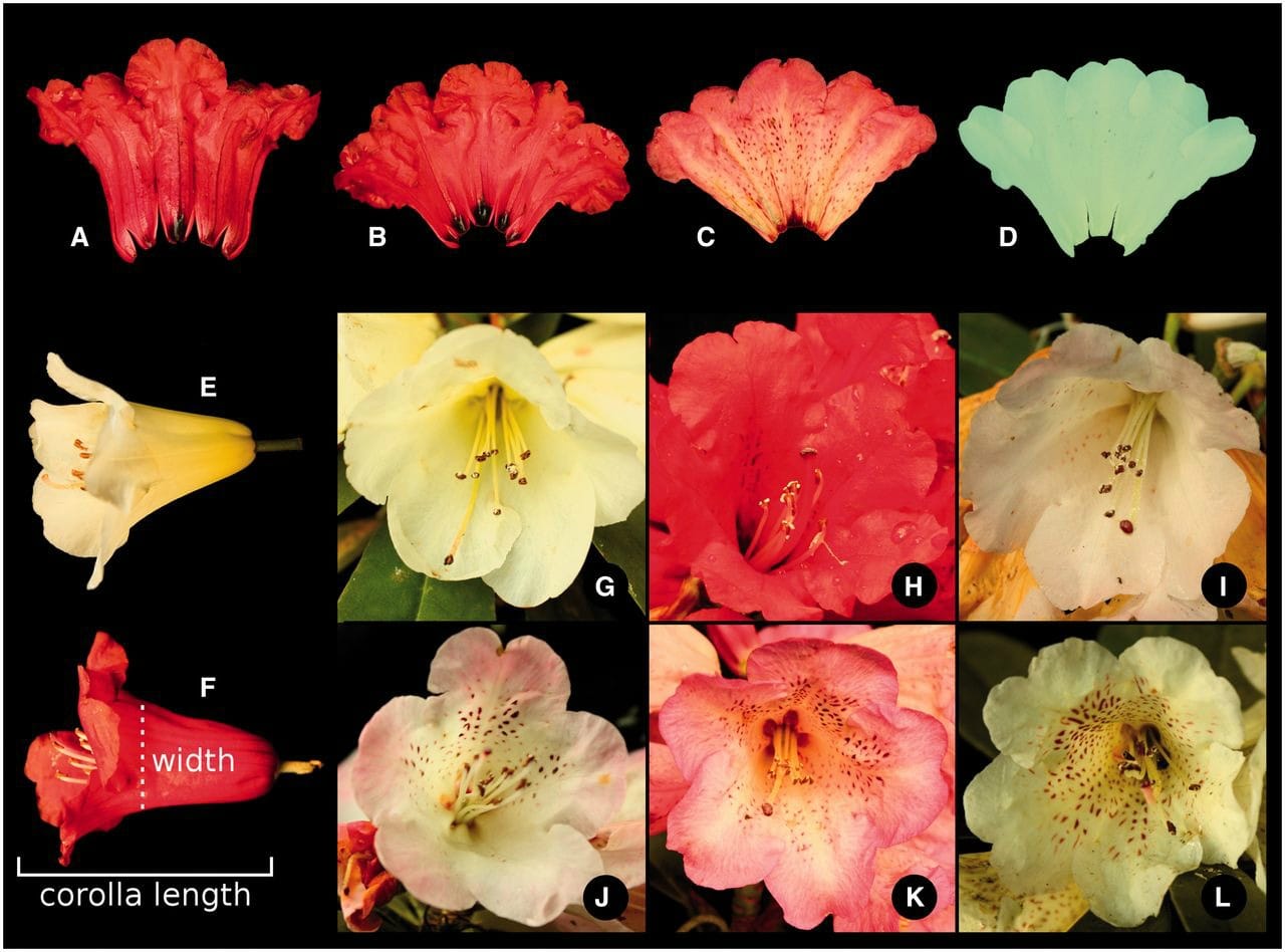 Corolla characters assessed.