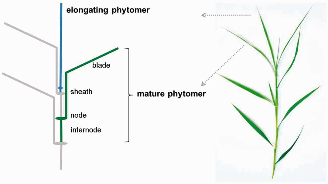 Schematic of a mature phytomer and its components, and arrangement of phytomers along a tiller of C. squarrosa.