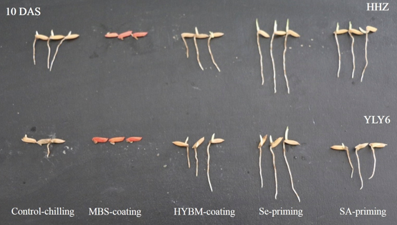 Seed priming confers rice cold tolerance during seed germination