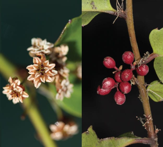 Amborella trichopoda helps reveal features of the first flowering plants