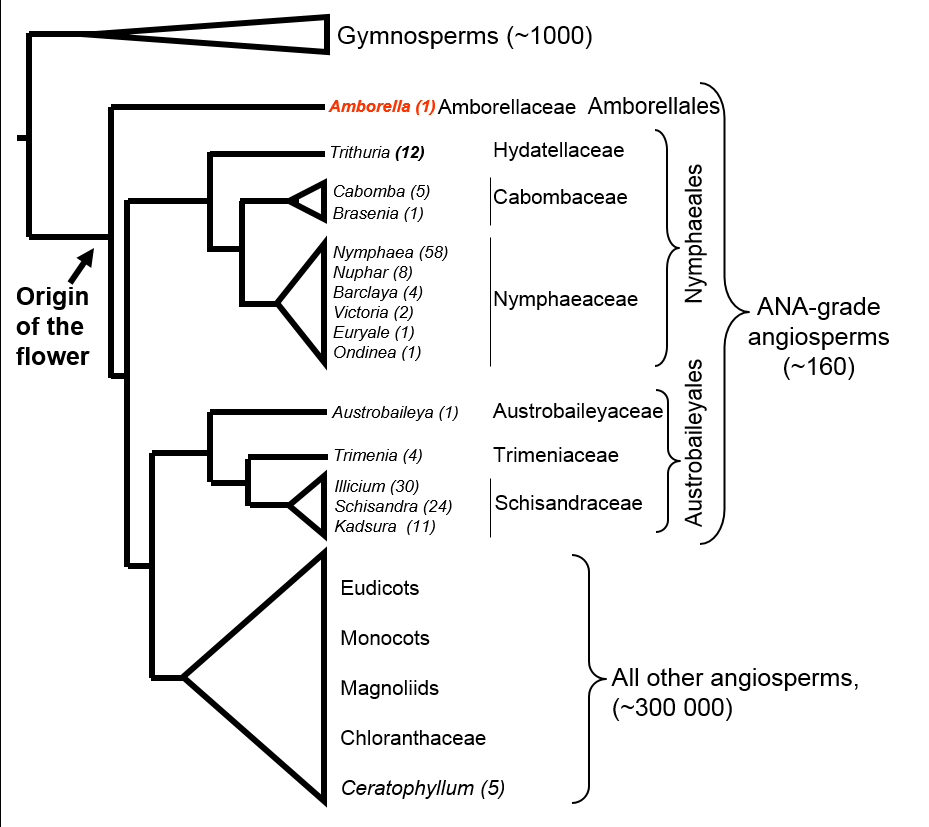 A scheme of the angiosperm phylogenetic tree, showing the basal position of Amborella. 