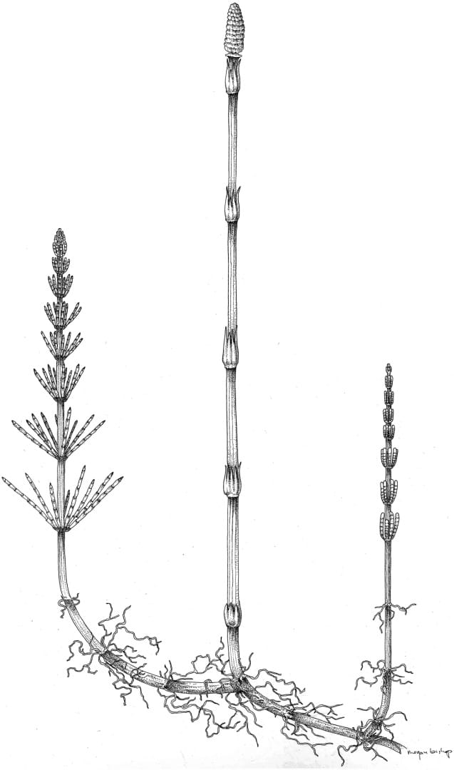Hierarchical modularity hypothesis for Equisetum reproductive morphology
