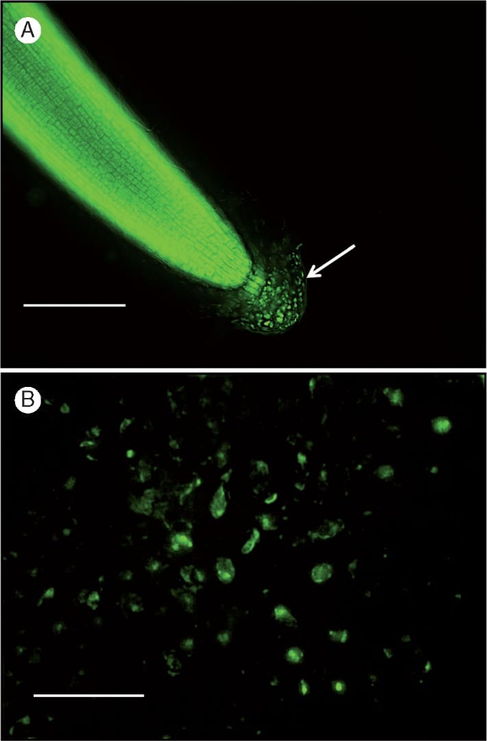 Root border-like cells secrete antifungal defensin peptides