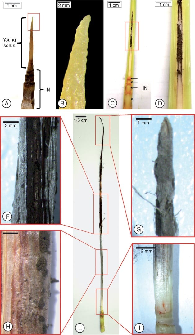 Histopathology of the whip-shaped sorus in sugarcane
