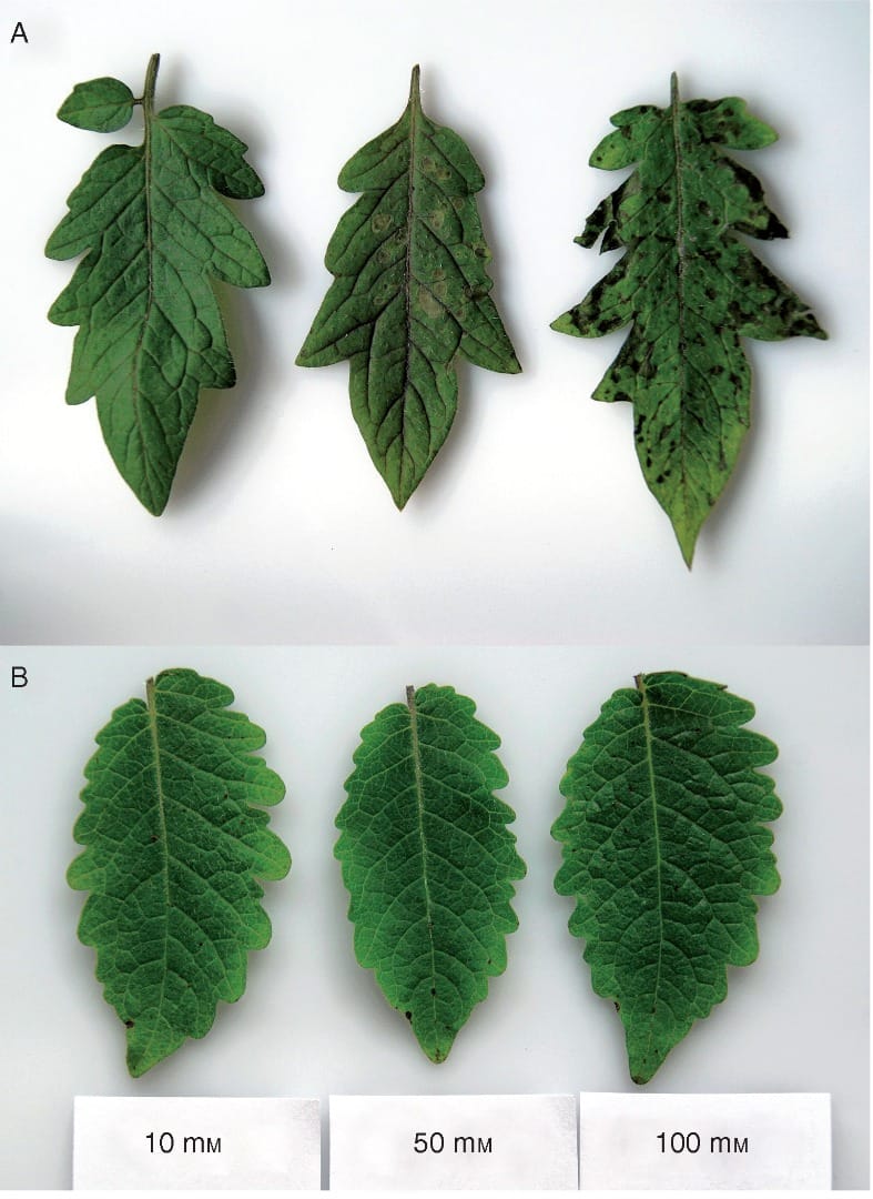 Necrotic symptoms triggered by BABA application to tomato leaves.