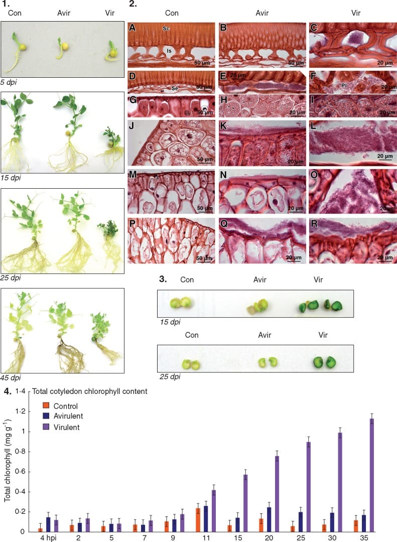 Virulent Rhodococcus fascians maintains cotyledons as a sink tissue