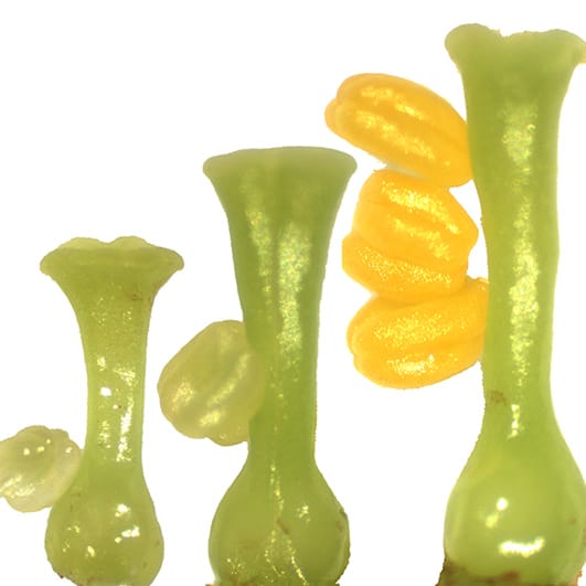 Growth in sweet cherry.