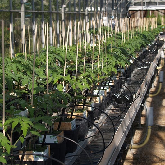 Relative fructose content and tomato susceptibility to Botrytis cinerea