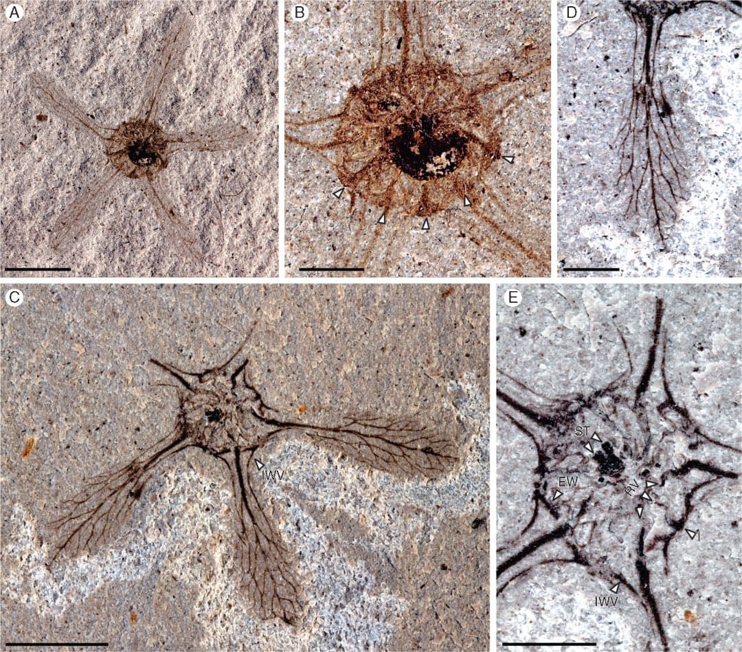 A new addition to the Patagonian Ceratopetalum five-winged fossil fruit family
