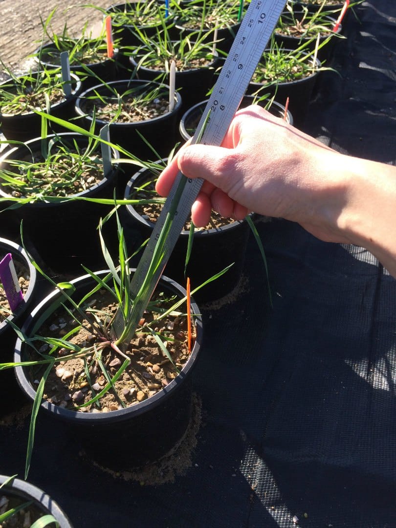 measuring weeds