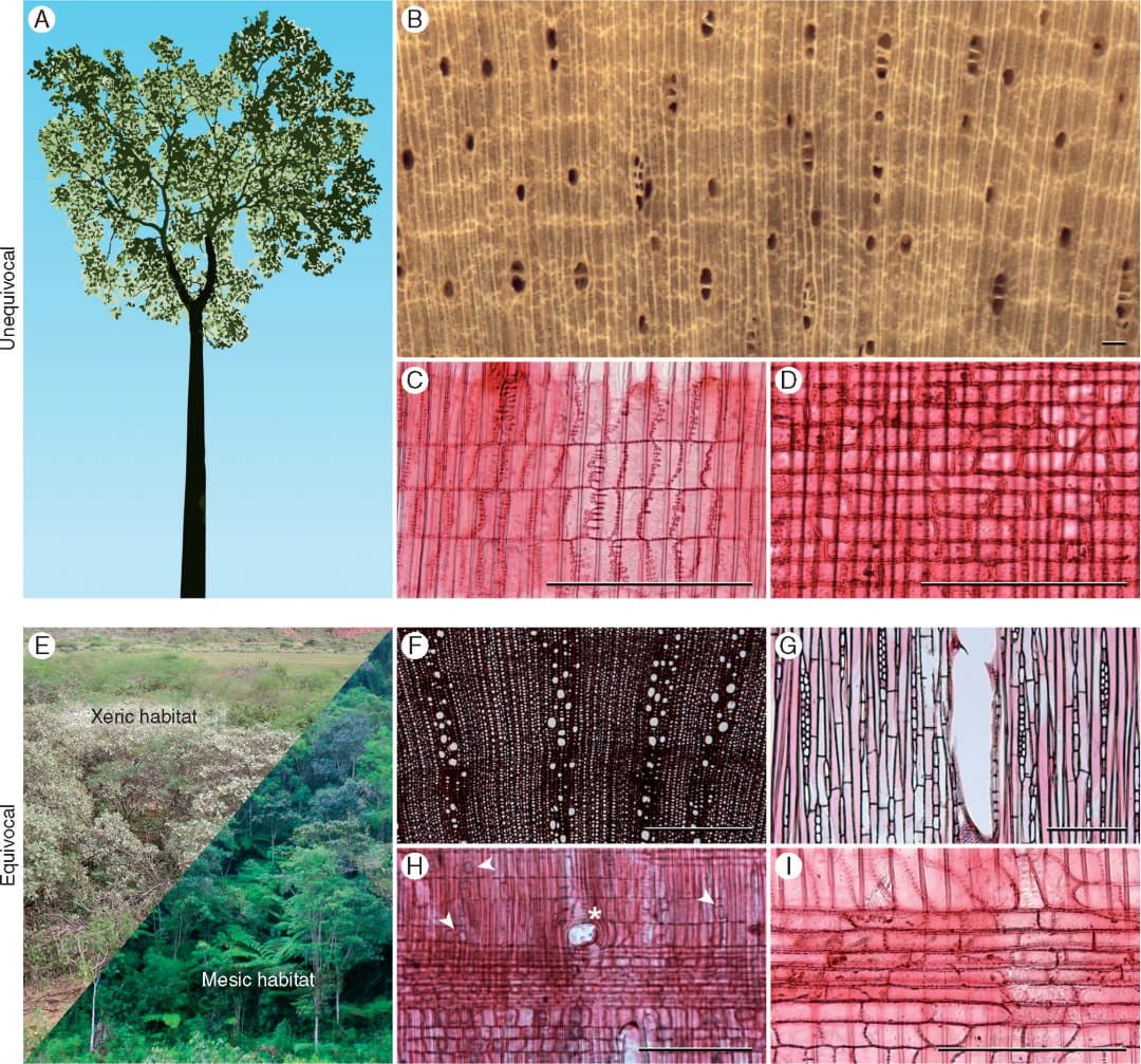 Wood anatomical diversity results from force of habit, and shifts in habitat