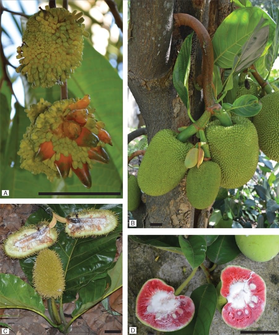 Diversification of an underutilised crop genus in Borneo