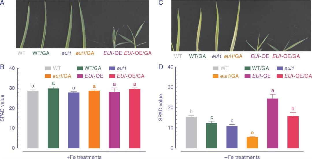 Effect of GA application on leaf chlorophyll of WT (ZS 97), eui1 and EUI-OE plants grown under Fe-sufficient and Fe-deficient conditions.