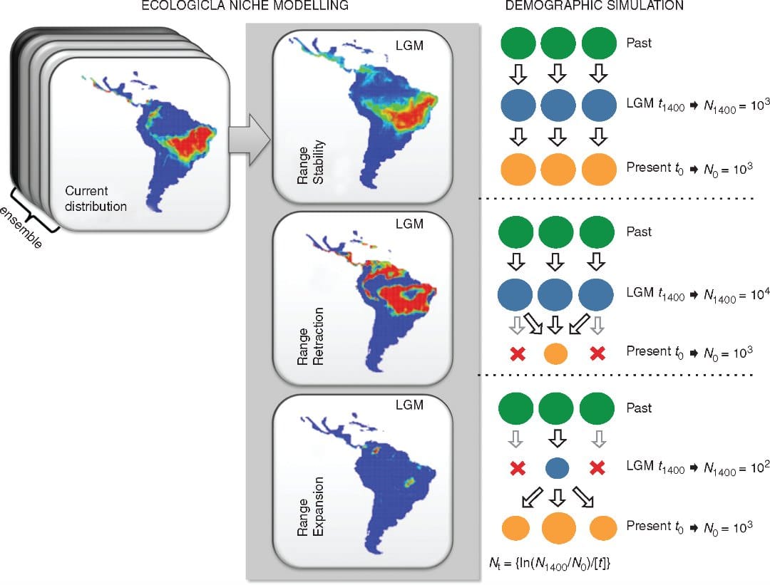 Origin of distribution and genetic diversity of a savanna species