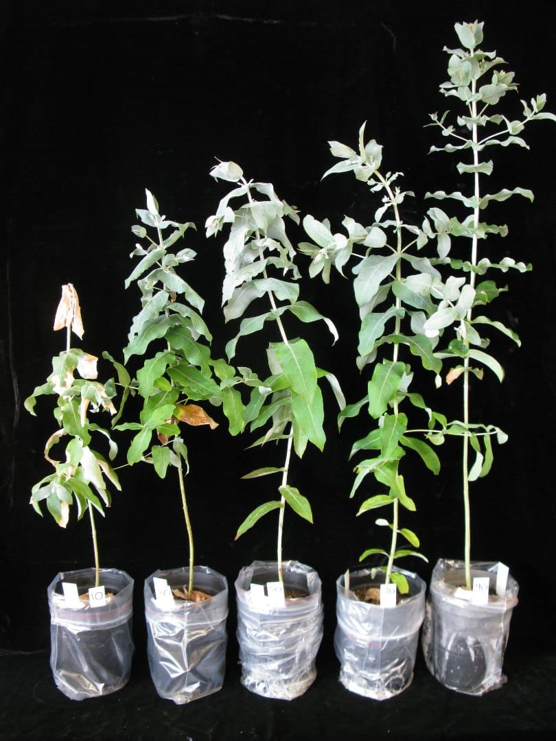 Responses of Eucalyptus globulus to eleven levels of continuous water availability