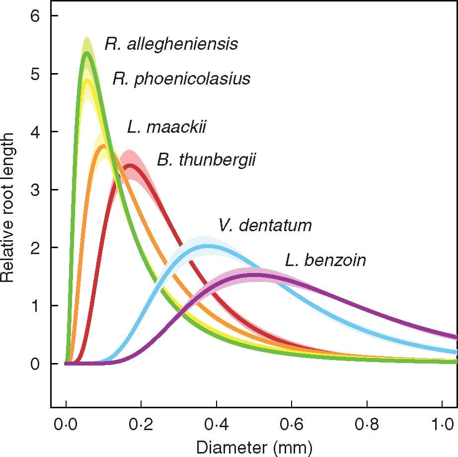 Nutrient foraging linked to population growth in understory shrubs