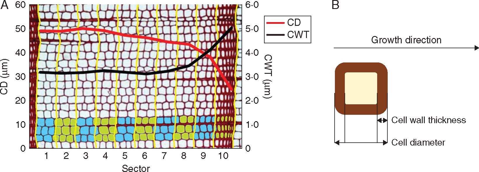 Tree-ring anatomy reveals climatic influence on xylem morphogenesis