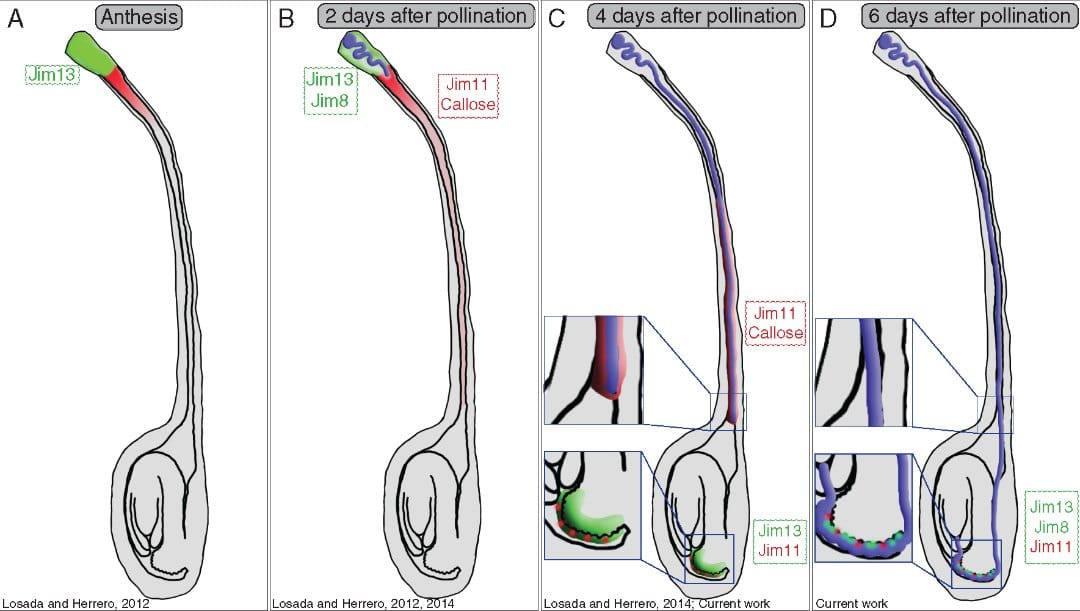 Glycoprotein secretions and pollen tube kinetics in apple