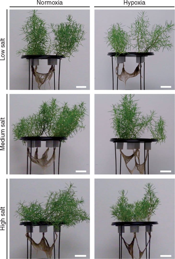 Phenotype of Suaeda maritima grown under different salt concentrations and normoxic and hypoxic conditions