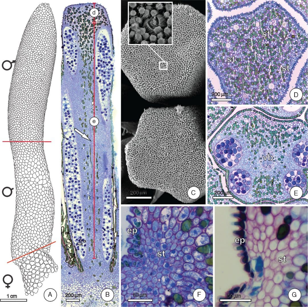 Unveiling the osmophores of Philodendron (Araceae)