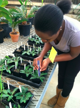 Soil N not microbes favours an exotic plant over natives