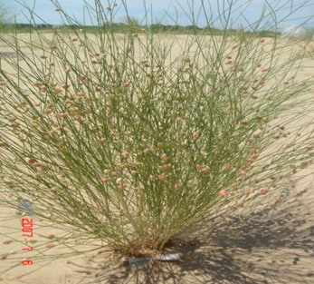 Sand temperature and moisture break seed physical dormancy