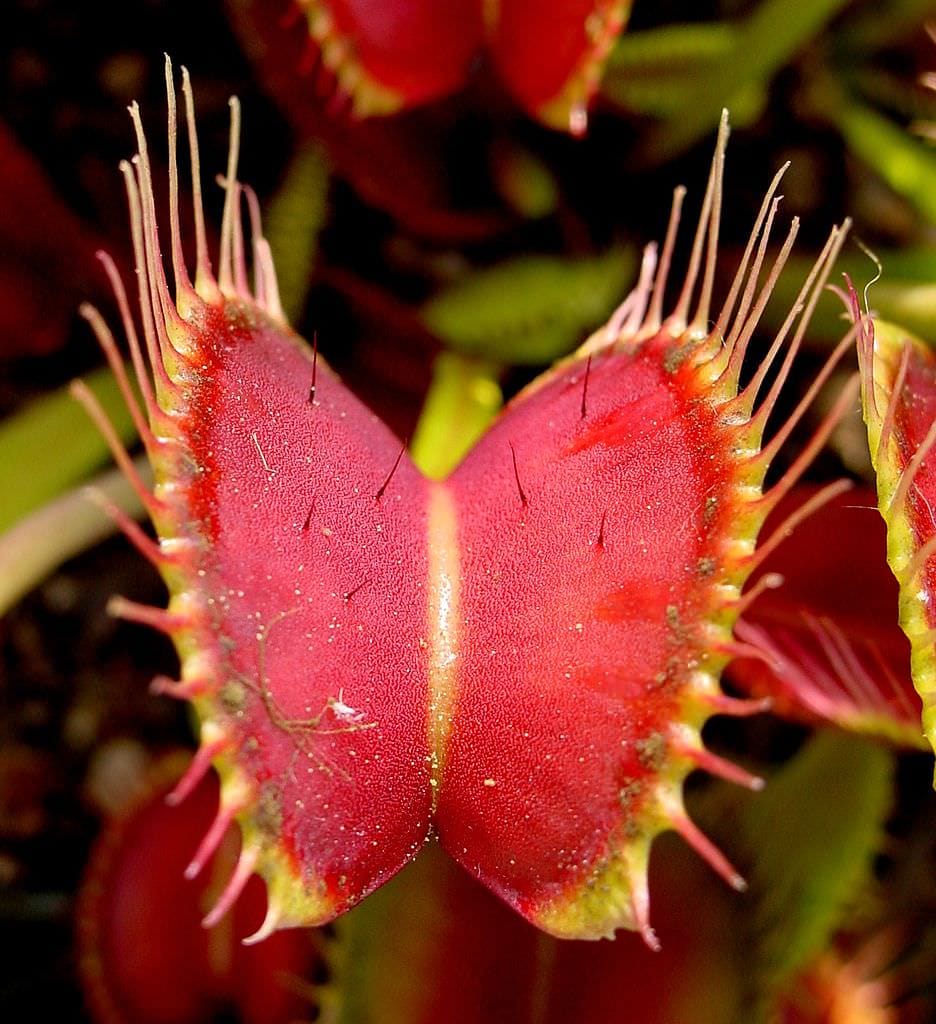 Venus flytraps meet post-capture energy needs with cyclic electron transport
