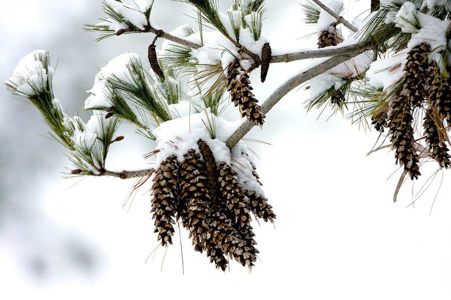 Recovering from winter: how conifers overcome their own seasonal affective disorder