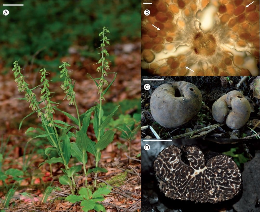 Epipactis neglecta at forest site 9 in the Nördliche Frankenalb in July 2009