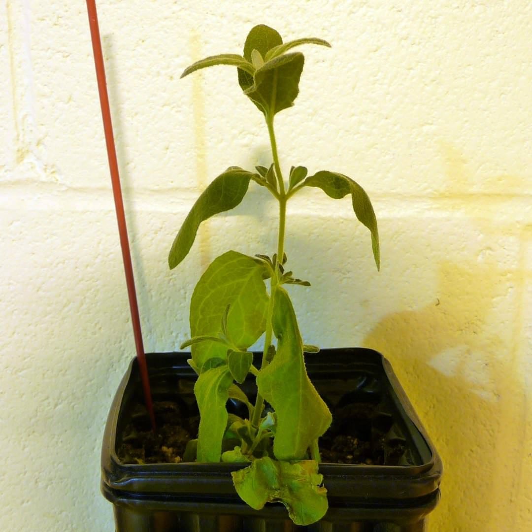 Predicting habitat affinities with drought tolerance traits in herbaceous dicots