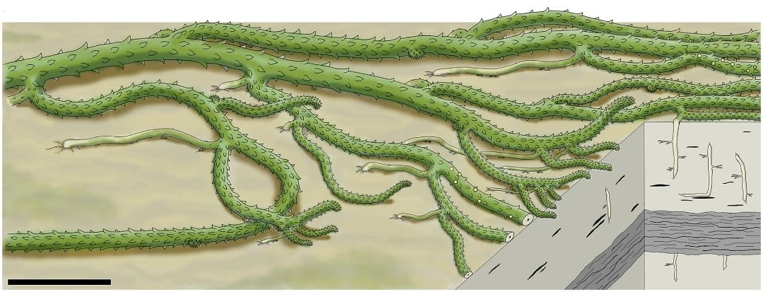 Whole-plant reconstruction of an early Devonian lycophyte