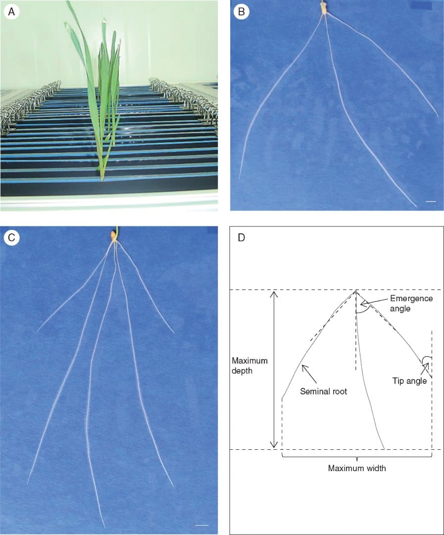 Seedling root architectural traits associated with yield in wheat
