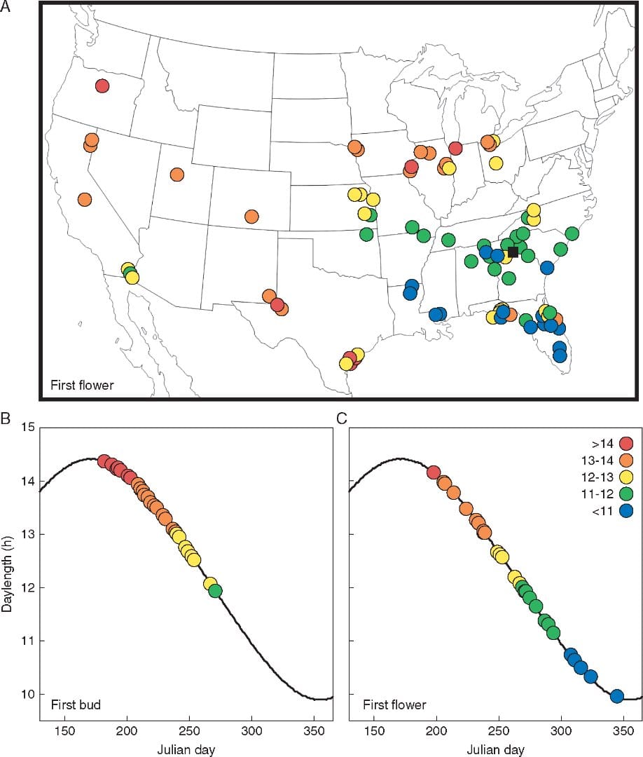 Whole-plant organisational traits and ecological strategies in sunflowers